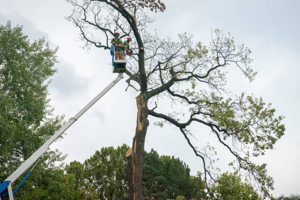 How Our Tree Care Process Works  in  Fulshear, TX